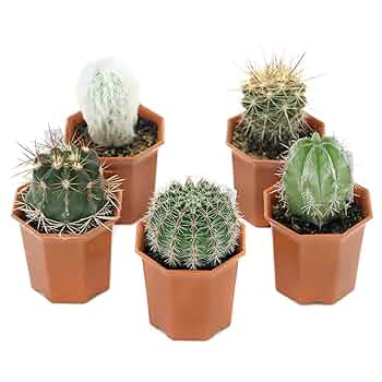 Amazon｜【charm】（観葉植物）サボテン 品種おまかせ 2号（1